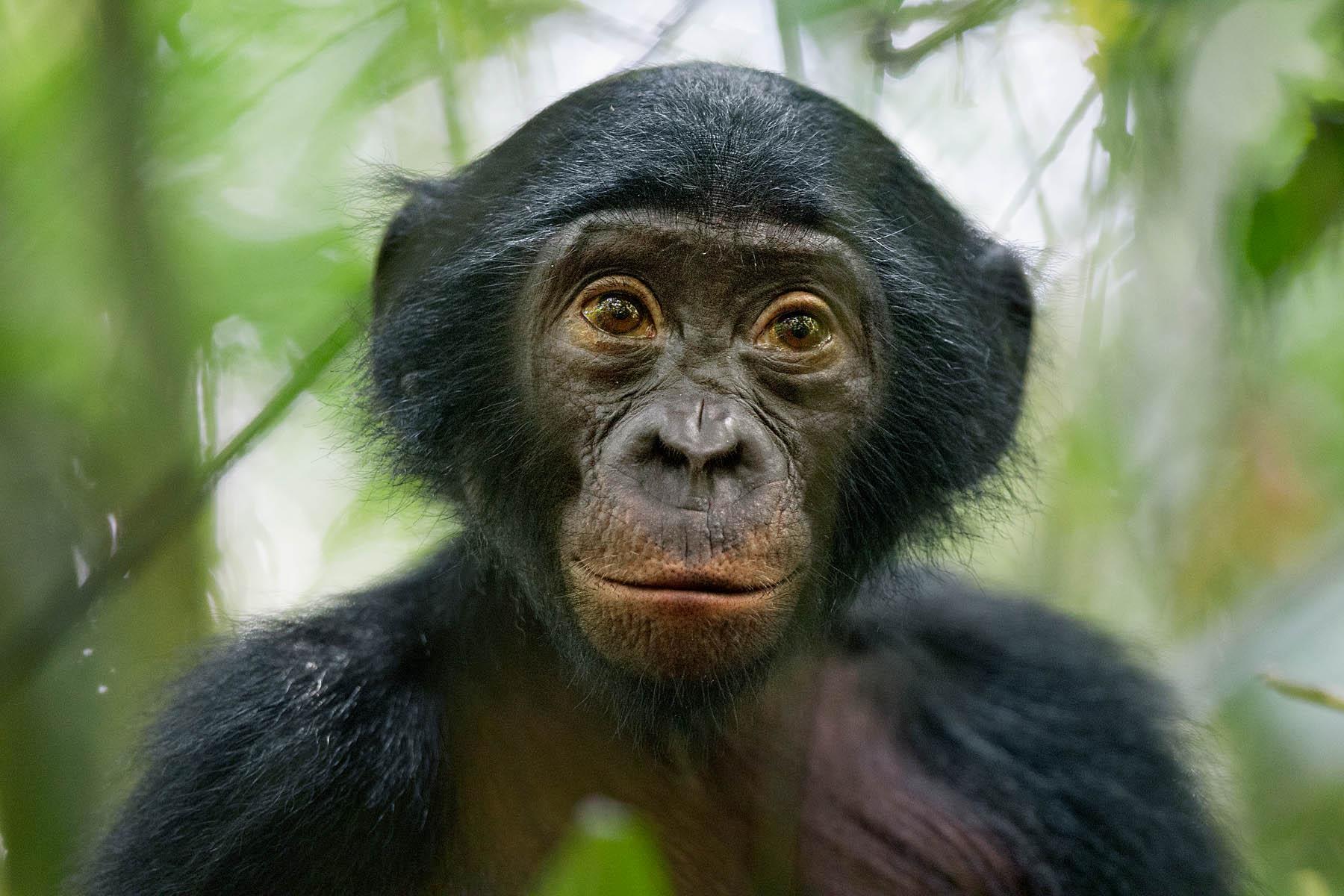  bonobó